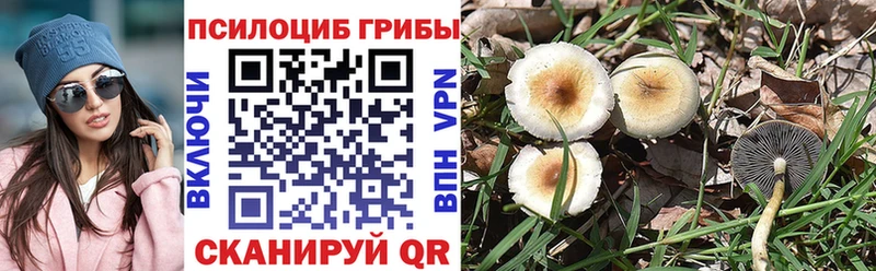 Псилоцибиновые грибы Psilocybe Купить закладки Гвардейск